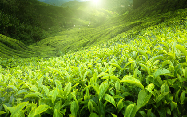 tea ültetvény cameron highlands, Malajzia - Fotó, kép