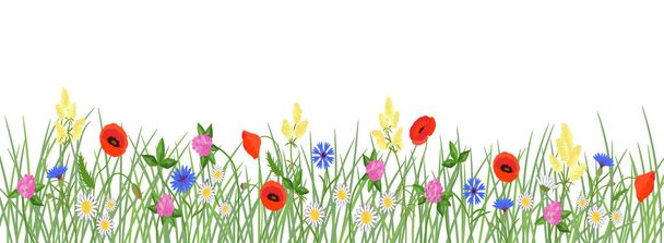 Wild meadow flowers horizontal border. Vector color isolated illustration 	 - Вектор,изображение