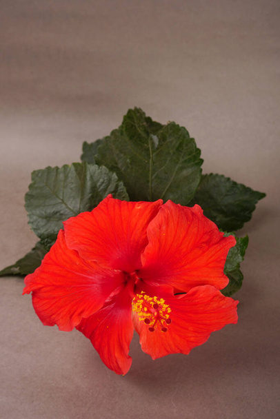 Beautiful red hibiscus flower with green leaves - Fotografie, Obrázek
