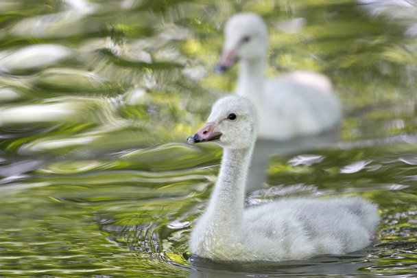 Baby Swan portret op zoek naar jou - Foto, afbeelding