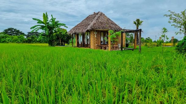 Eco farm homestay with a rice field in central Thailand, paddy field of rice during rain monsoon season in Thailand.  - Photo, image