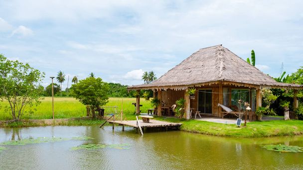Eco farm homestay with a rice field in central Thailand, paddy field of rice during rain monsoon season in Thailand.  - Photo, image