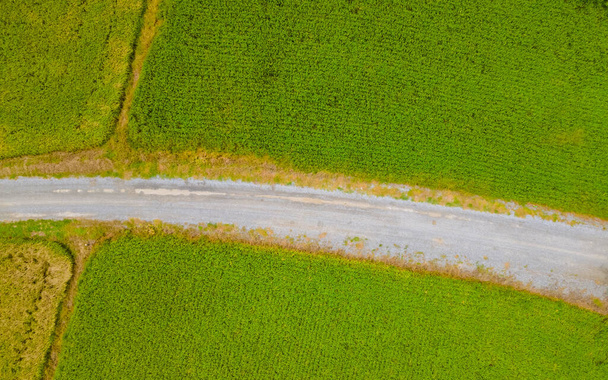Ρύζι πεδίο στην κεντρική Ταϊλάνδη, ορυζώνα τομέα του ρυζιού κατά τη διάρκεια της εποχής των μουσώνων βροχής στην Ταϊλάνδη. πράσινο ορυζώνα  - Φωτογραφία, εικόνα
