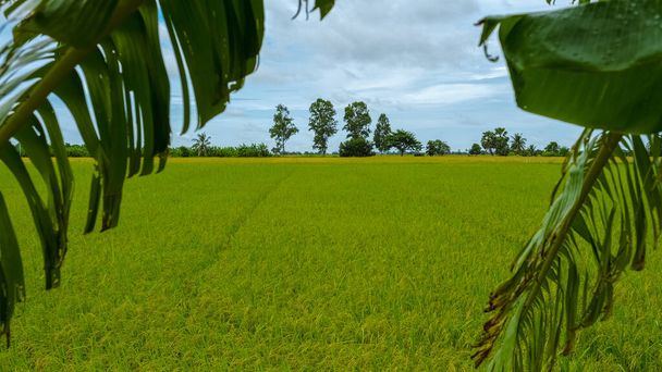 Rice field in central Thailand, paddy field of rice during rain monsoon season in Thailand. green paddy field  - Photo, image