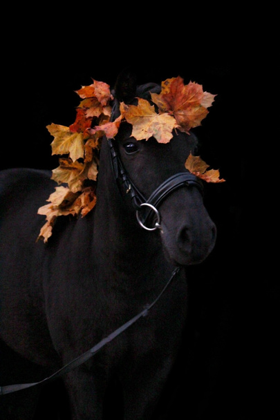 Ritratto nero carino pony con foglie autunnali
  - Foto, immagini