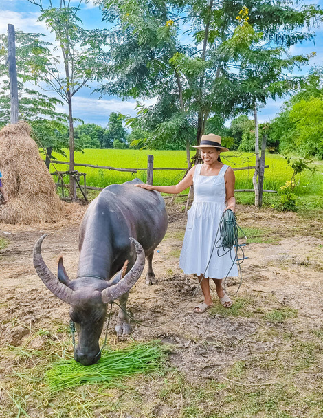 Eco farm homestay with a rice field in central Thailand, paddy field of rice during rain monsoon season in Thailand. Asian woman at a homestay farm in Thailand with a buffalo - Photo, Image