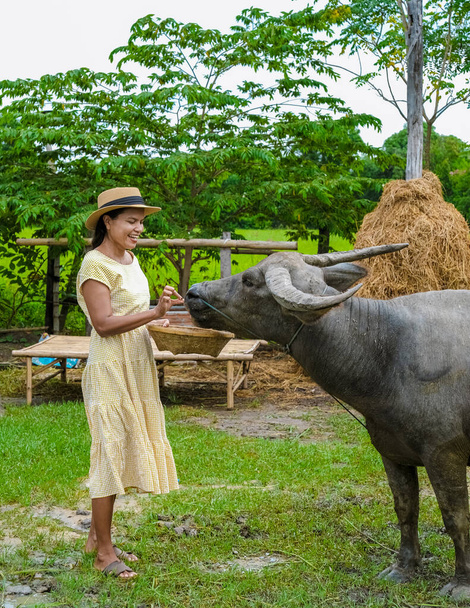 Eco farm homestay with a rice field in central Thailand, paddy field of rice during rain monsoon season in Thailand. Asian woman at a homestay farm in Thailand with a buffalo - Foto, afbeelding