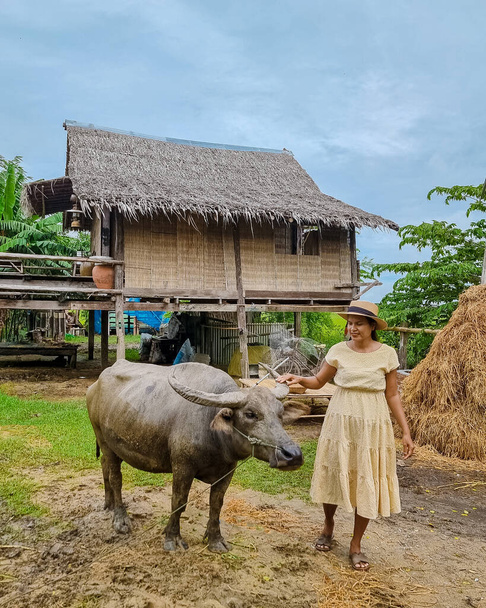 Eco farm homestay with a rice field in central Thailand, paddy field of rice during rain monsoon season in Thailand. Asian woman at a homestay farm in Thailand with a buffalo - Zdjęcie, obraz