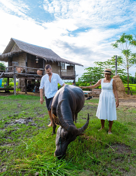 couple men and women feeding a buffalo on vacation at a homestay in Thailand, eco farm with green rice paddy field during monsoon season in Thailand - Photo, Image