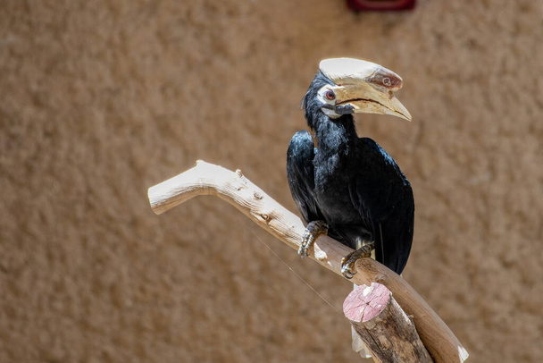 Hornbill palawan (Anthracoceros marchei) encaramado en un árbol de cerca. - Foto, Imagen
