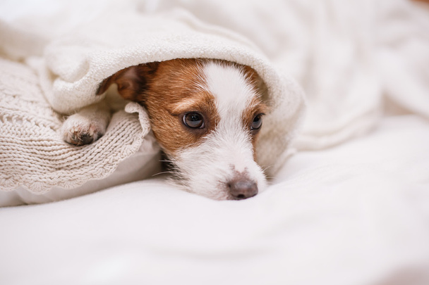 Jack Russell dog  - Fotografie, Obrázek