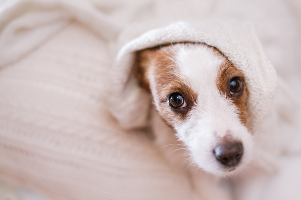 Jack Russell dog  - Фото, зображення