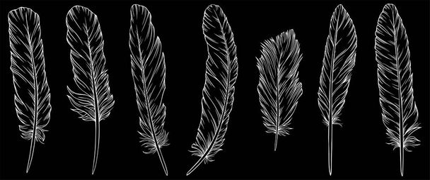 Vector feather collection. Hand drawn isolated on white background vector set. Vintage art illustration - Vector, Image
