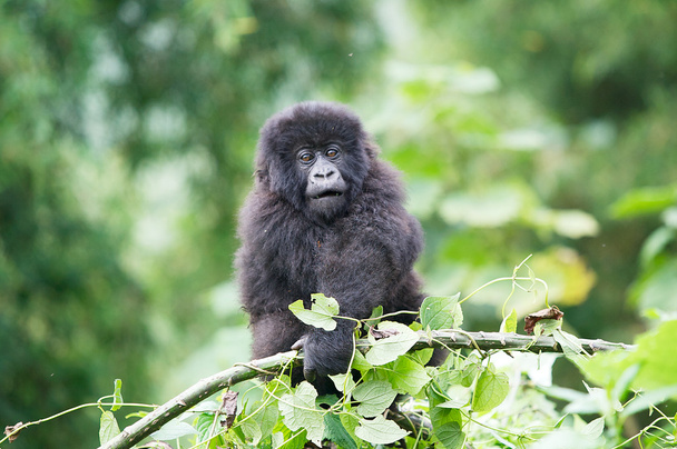 Jeune gorille de montagne sur l'arbre au Volcans National
 - Photo, image