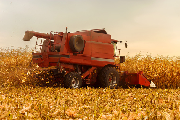 Czerwony Kombajn do pracy na polu kukurydzy - Zdjęcie, obraz