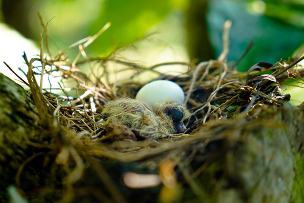 Newly hatched chick and egg of the spotted dove in the nest on the branches of a coffee plant, commonly seen in Indian subcontinent - Valokuva, kuva