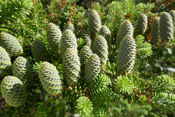 The beautiful cones of a Korean fir - Foto, immagini
