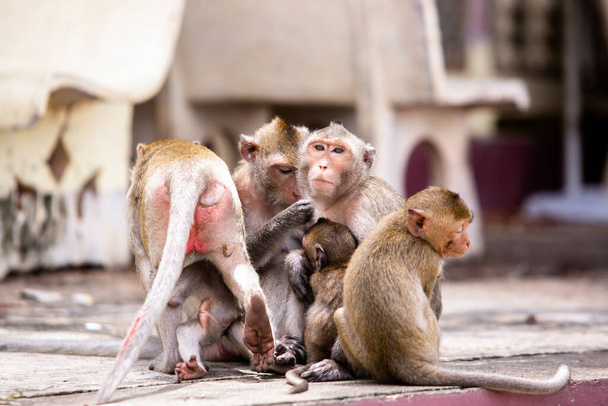 Une famille de singes assis par terre. Macaque macaque à longue queue à Phetchaburi, Thaïlande. - Photo, image