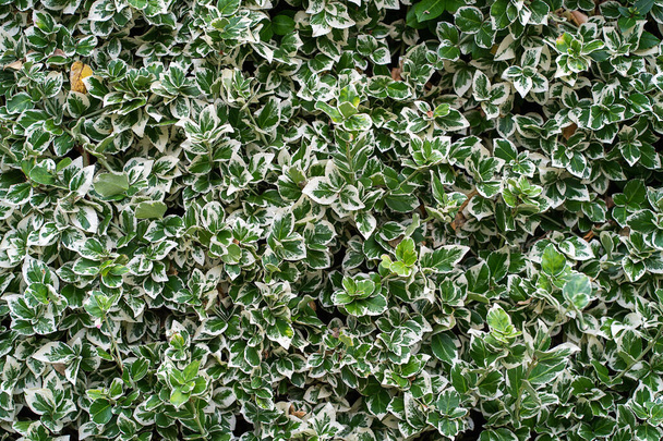 Euonymus Euonymus of Haiti climbing, creeping euonymus species with beautiful silver marks on the leaves, natural fone, bright green oval leaves with white border - Фото, изображение