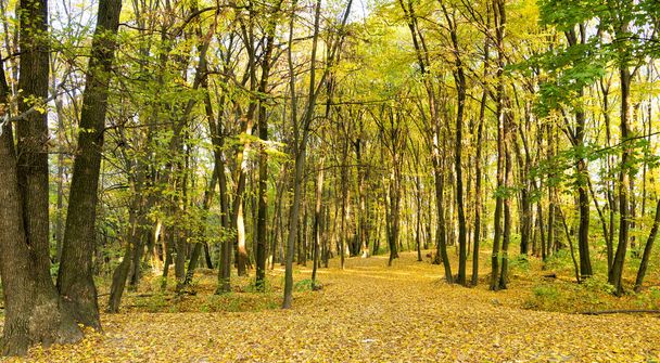 осінній ліс природа з жовтим листям і деревами
. - Фото, зображення