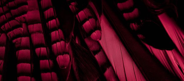 vörös és fekete Jay tollak. háttér vagy textúra - Fotó, kép