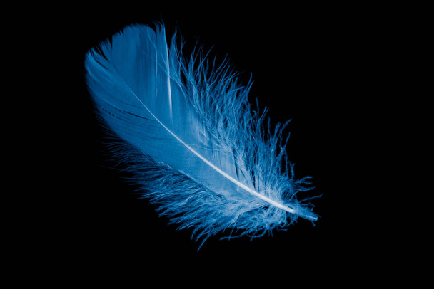 blue goose feather on black background - Foto, immagini