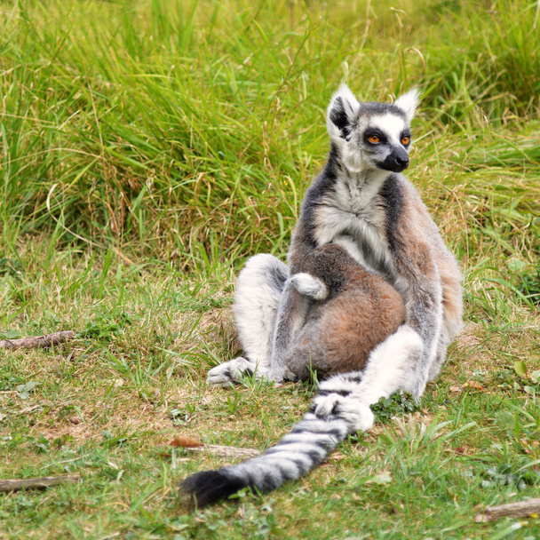 Lemur Maki catta com um bebê
 - Foto, Imagem