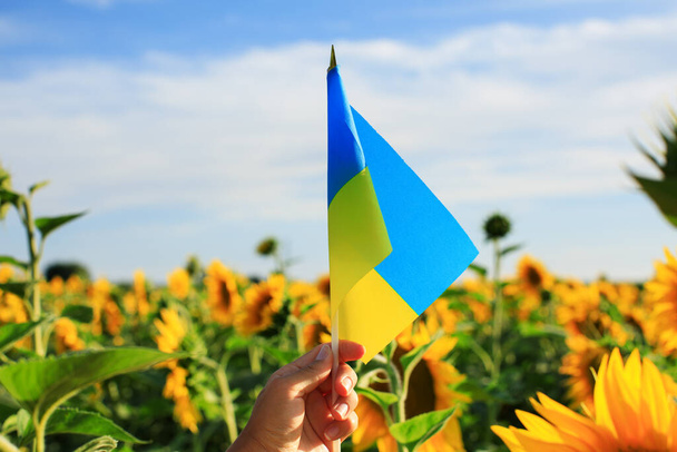Ukrainian flag in the hands of a woman against the background of a field with sunflowers - Zdjęcie, obraz