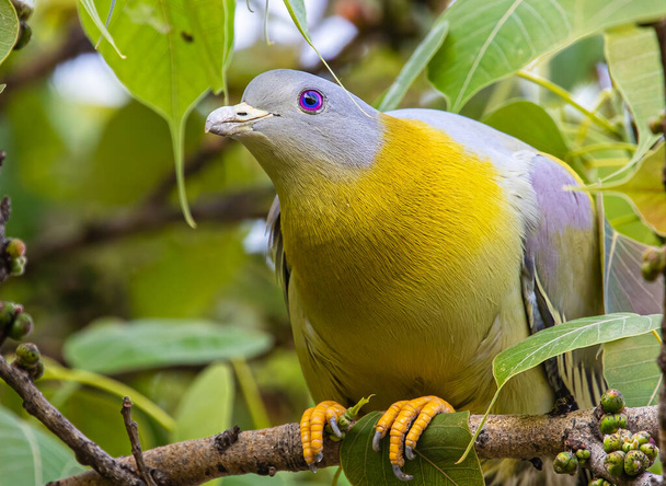 Жовтий ножний зелений голуб у пошуках їжі на дереві
 - Фото, зображення