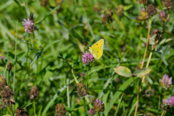 Clouded Yellow (Colias croceus) Butterfly perched on pink flower in Zurich, Switzerland - Photo, Image