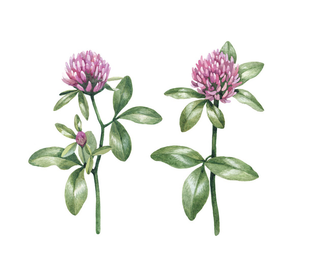 Watercolor clover flowers - Photo, Image