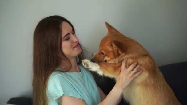 4k video girl παίζουν με Corgi σκυλί στο σπίτι και να διασκεδάζουν. Παιχνιδιάρικο Ουαλικό Κόργκι Πέμπροουκ. Τρόπος ζωής με κατοικίδια ζώα συντροφιάς - Πλάνα, βίντεο