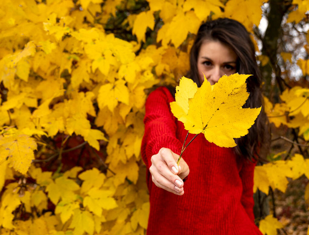 A young brunette woman in a red sweater shows a yellow leaf against the background of autumn foliage. Autumn woman portrait. golden autumn - Foto, Imagem
