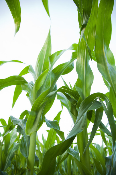 молодий кукурудзи
 - Фото, зображення