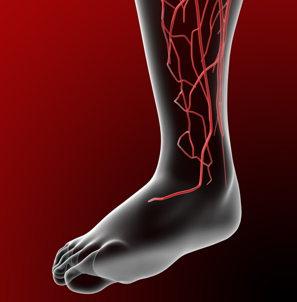 3d tornar ilustração médica do sistema linfático
  - Foto, Imagem