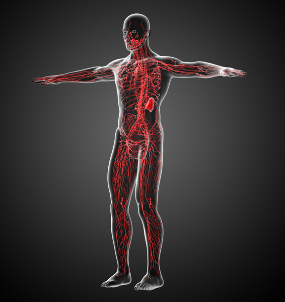 3D vykreslení lékařské ilustrace lymfatického systému  - Fotografie, Obrázek