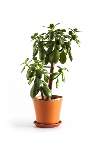 Jade plant (Crassula ovata) in a flower pot isolated on white background. - Foto, afbeelding