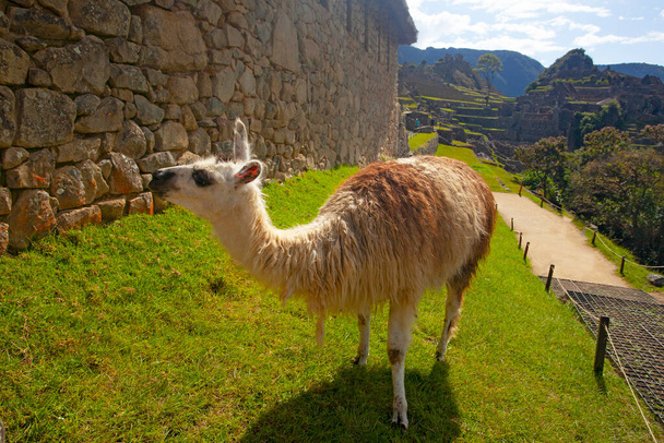 ペルーのマチュピチュ古代都市でかわいいラマ - 写真・画像