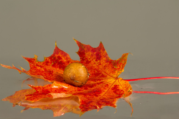 Textuur van maple Herfstbladeren - Foto, afbeelding