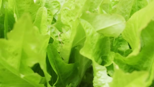 Footage of fresh green lettuce leaves for salad. Healthy and organic food concept. Vegetarian or vegan food. - Felvétel, videó