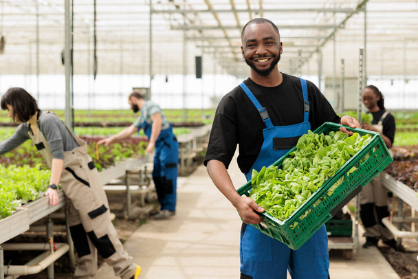 Portrait of smiling bio vegetables farmer showing crate with fresh green lettuce proud of production ready for delivery to local business. African american man showing batch of hand picked greens. - 写真・画像
