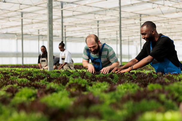 Διαφορετικοί άνδρες και γυναίκες που εργάζονται σε θερμοκήπια επιθεώρηση πράσινα φυτά καλλιεργειών για παράσιτα και ζημιές για τον έλεγχο της ποιότητας. Ομάδα εργατών βιολογικής γεωργίας που καλλιεργούν διαφορετικούς τύπους μαρουλιών και μικροπράσινων. - Φωτογραφία, εικόνα
