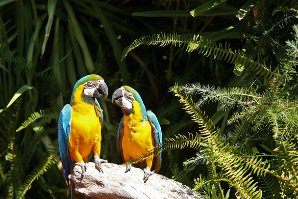 Couple of yellow chest Macaw - Photo, Image