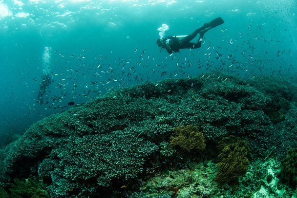 Δύτες, κοραλλιογενή ύφαλο, ανεμώνη στο Ambon, υποβρύχια φωτογραφία Μαλούκου, Ινδονησία - Φωτογραφία, εικόνα