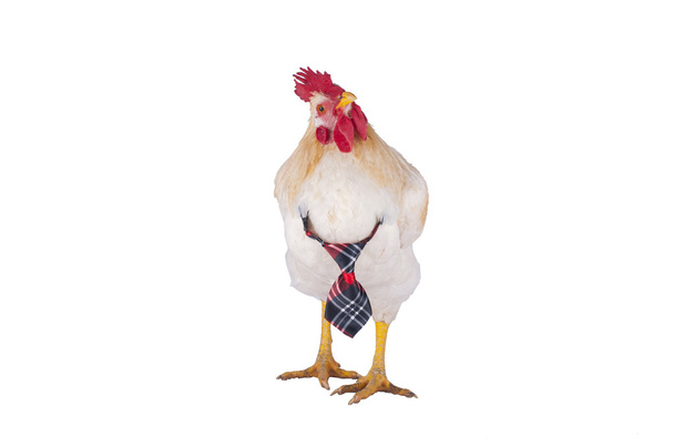 gallina y gallo elegir una corbata para las vacaciones
 - Foto, imagen