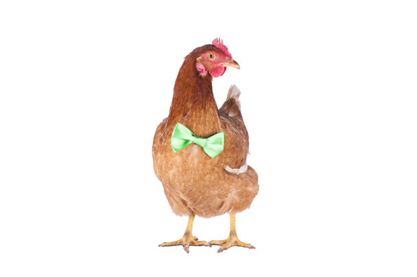 gallina y gallo elegir una corbata para las vacaciones
 - Foto, imagen