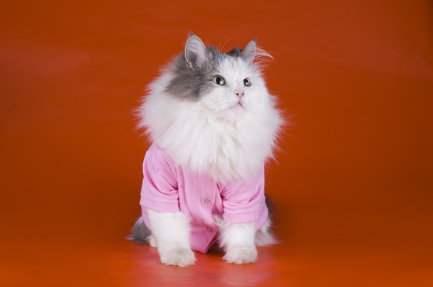 gato em uma jaqueta rosa no fundo laranja
 - Foto, Imagem