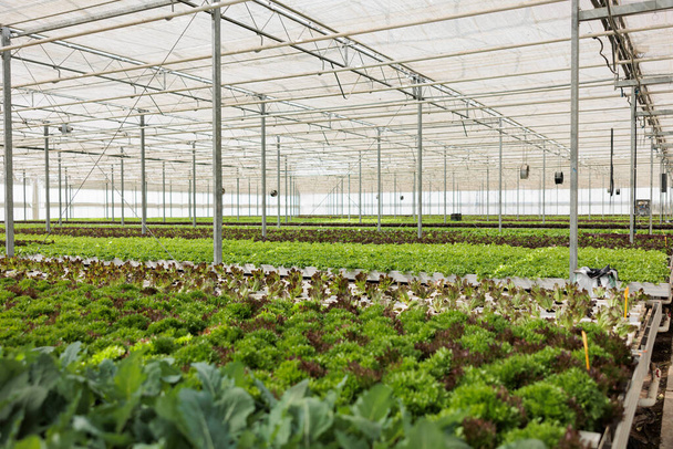 Nobody in hydroponic organic farm with organic bio fresh lettuce being cultivated for delivery to local restaurants and vegetable market. Empty greenhouse with fully grown different plants types. - Photo, Image