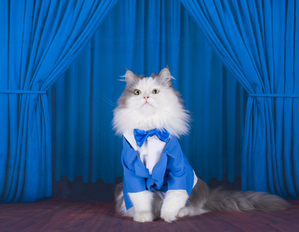 cat in a dark blue jacket and tie on stage - Photo, Image