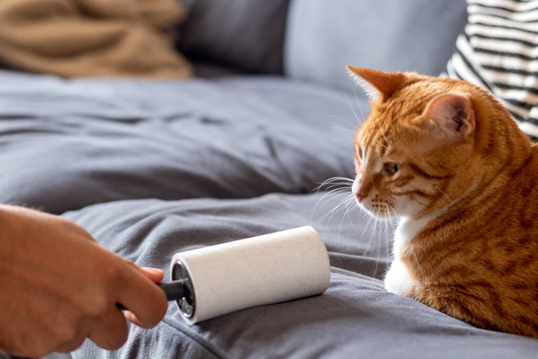 Sticky lint roller and cat hairs - Foto, Bild